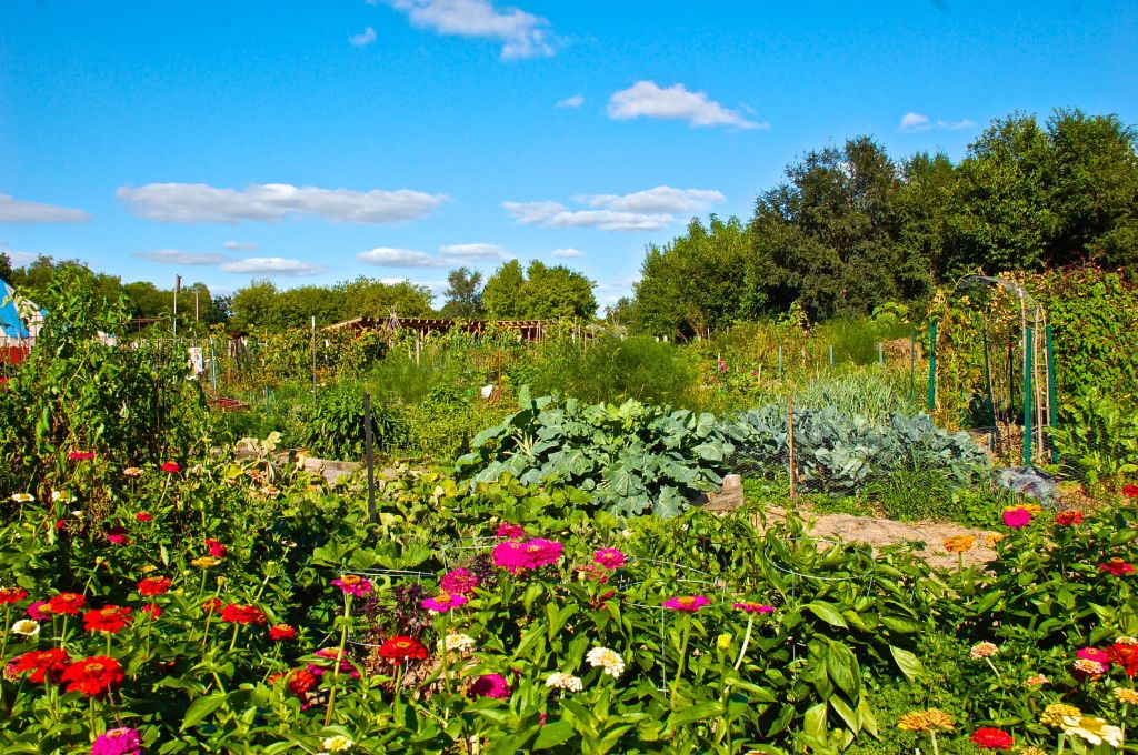 Gardens 2014 zinnias