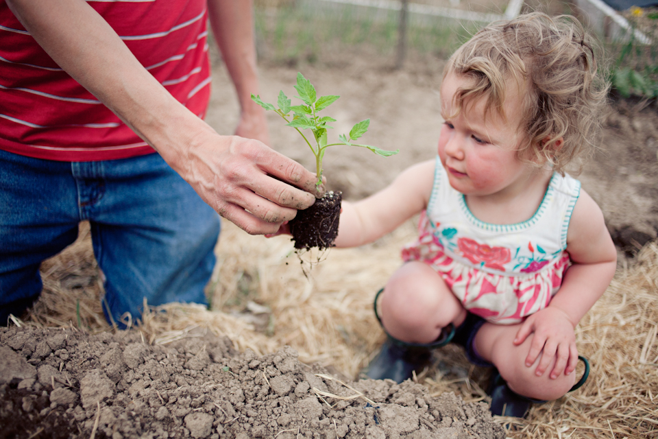 Planting tomatoes with dad