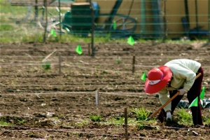 troy-community-gardens-red-hat_0